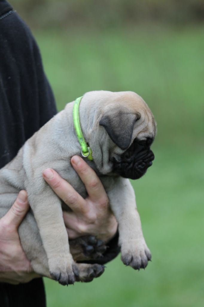 The Archer Of Little Oven S Bull - Chiots disponibles - Bullmastiff