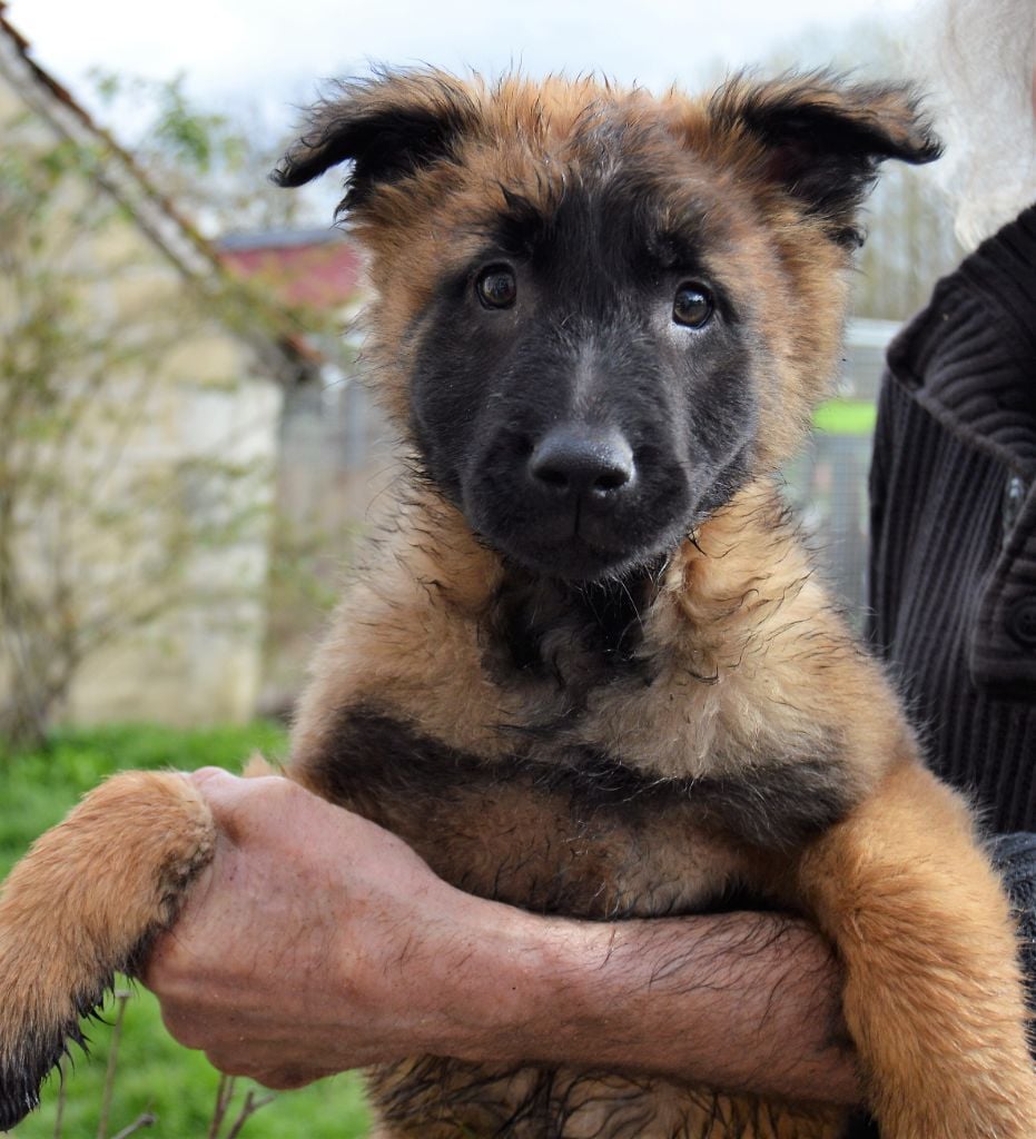 De La Tribu De Brook - Chiots disponibles - Berger Belge