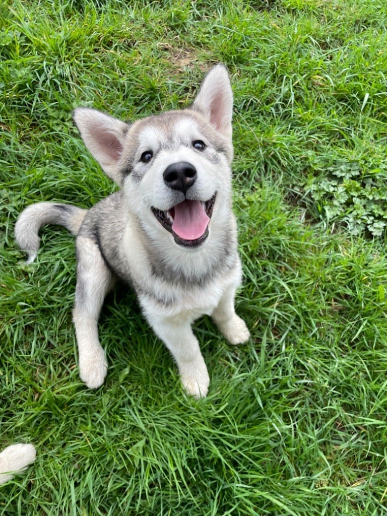 Chiot Alaskan Malamute Les Loups Des Outsky