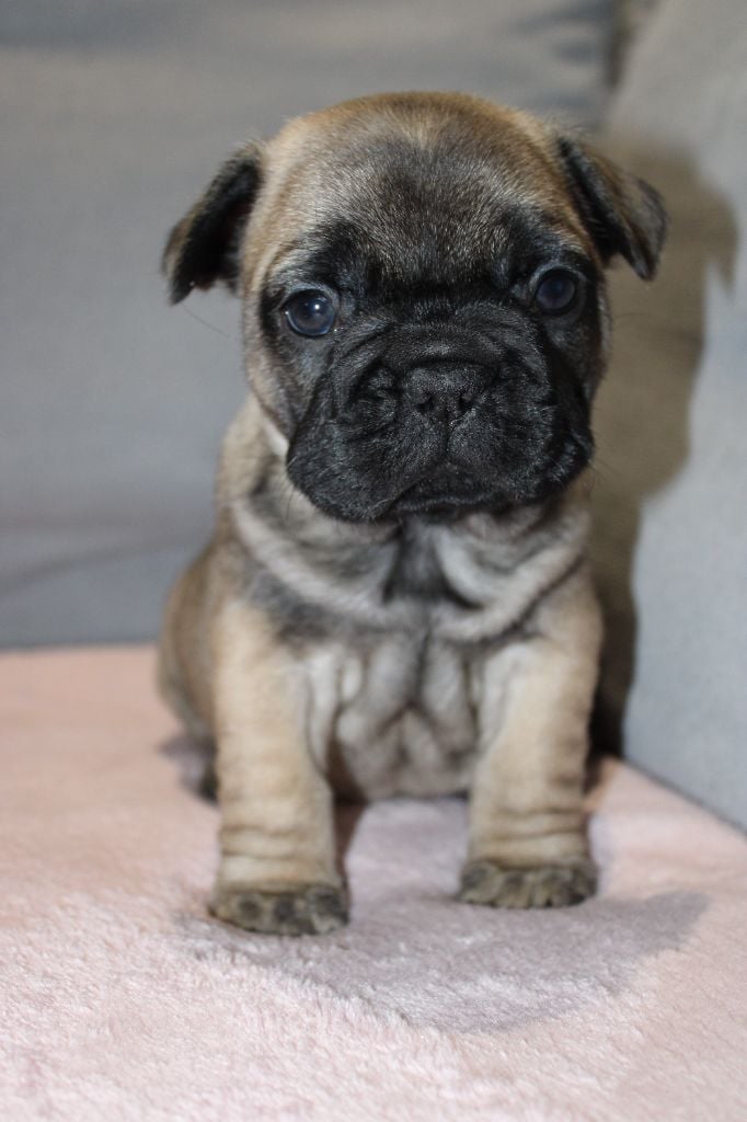 Des Traces D'Ohmaël - Chiots disponibles - Bouledogue français