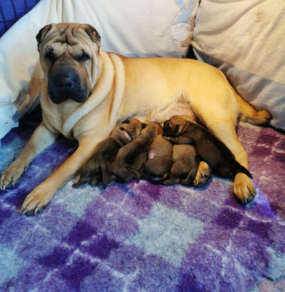 Chiot Shar Pei Of Papoupei's World