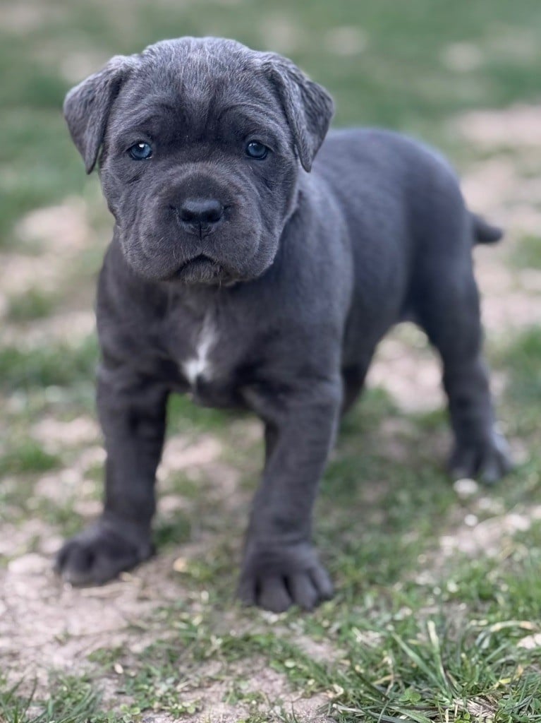 Des Gardiens De L'Homme - Chiots disponibles - Cane Corso