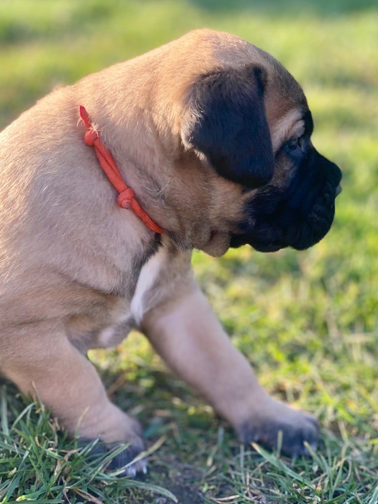 Des Gardiens De L'Homme - Chiots disponibles - Cane Corso