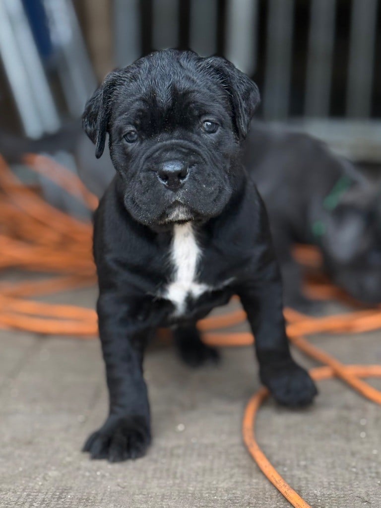 Des Gardiens De L'Homme - Chiots disponibles - Cane Corso