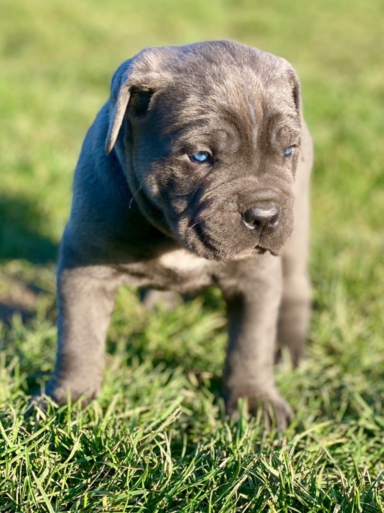 Des Gardiens De L'Homme - Chiots disponibles - Cane Corso