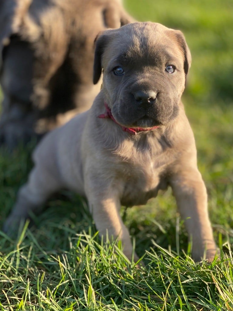 Des Gardiens De L'Homme - Chiots disponibles - Cane Corso