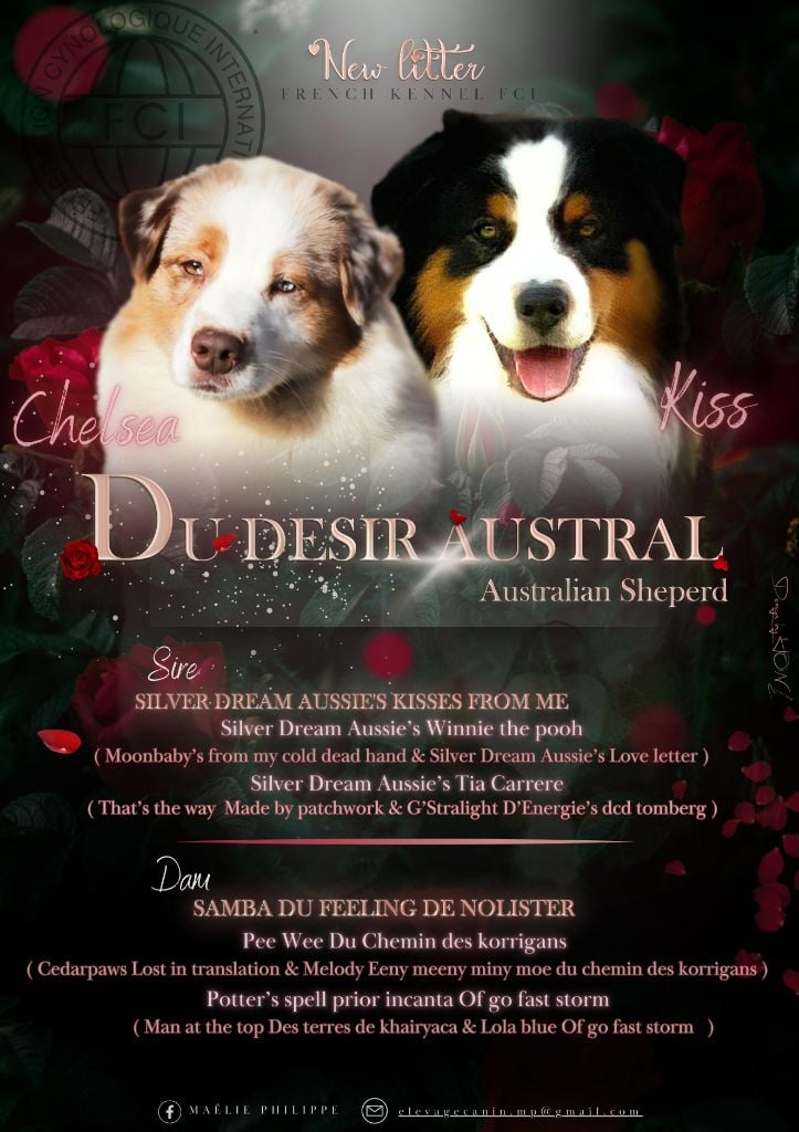 Chiot Berger Australien Du Désir Austral