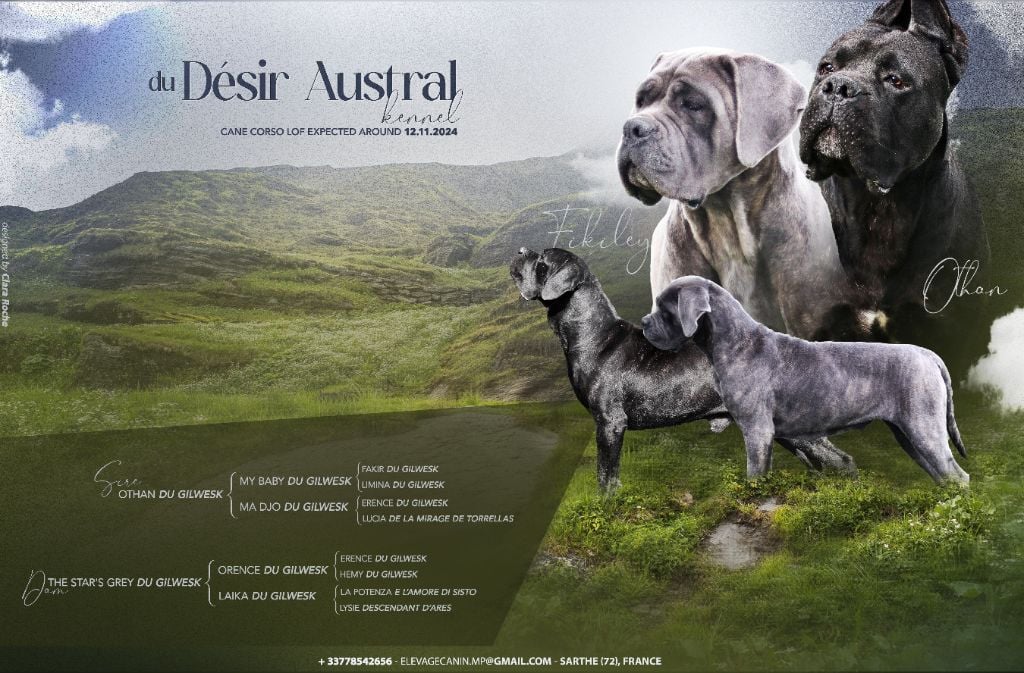 Du Désir Austral - Cane Corso - Portée née le 13/11/2024