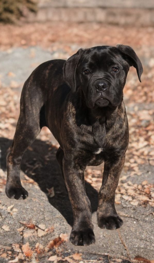 Du Désir Austral - Chiots disponibles - Cane Corso