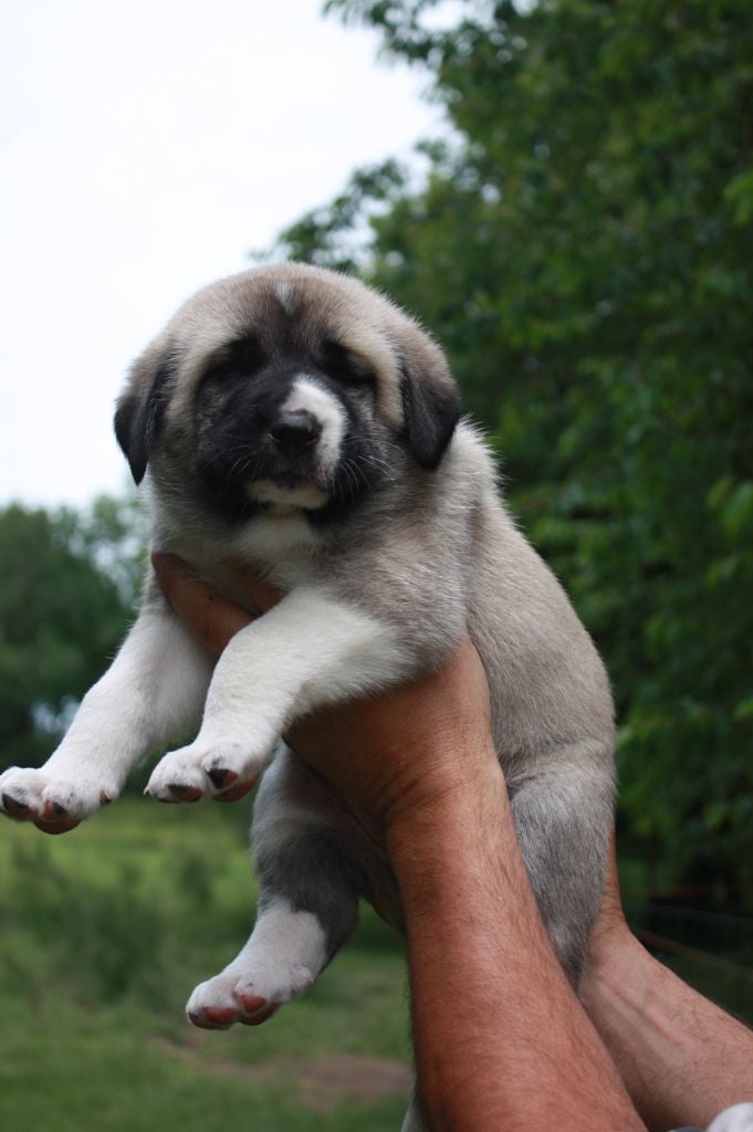 de la Lande du Loup Pendu - Chiots disponibles - Berger Kangal