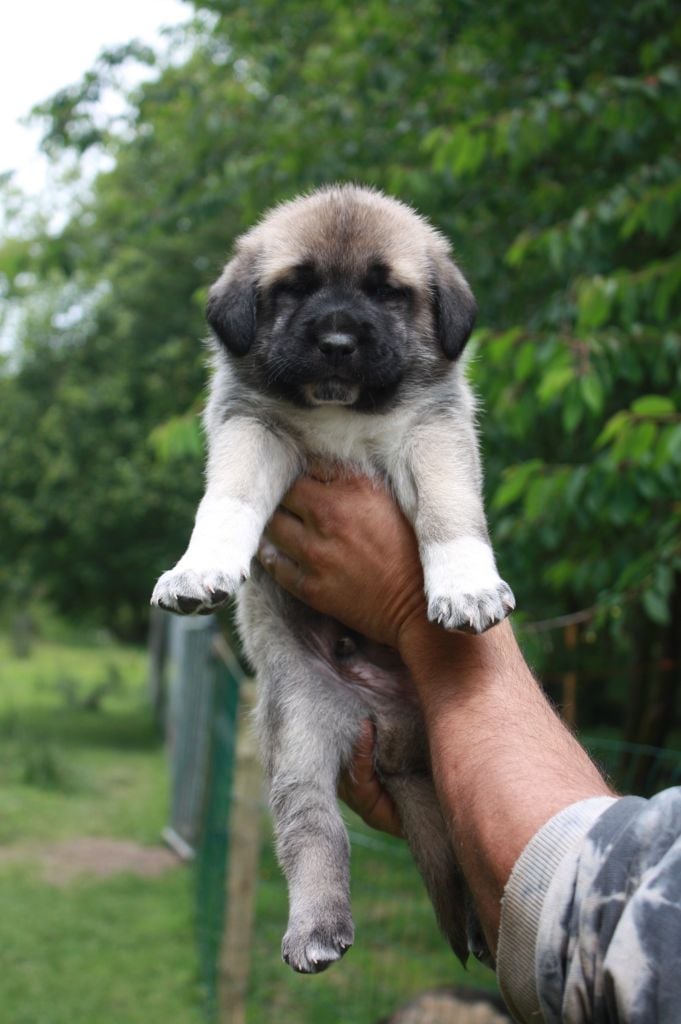 de la Lande du Loup Pendu - Chiots disponibles - Berger Kangal