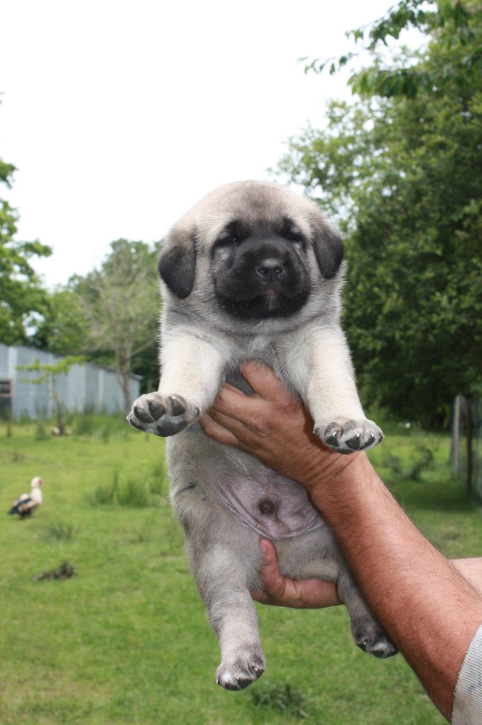 de la Lande du Loup Pendu - Chiots disponibles - Berger Kangal