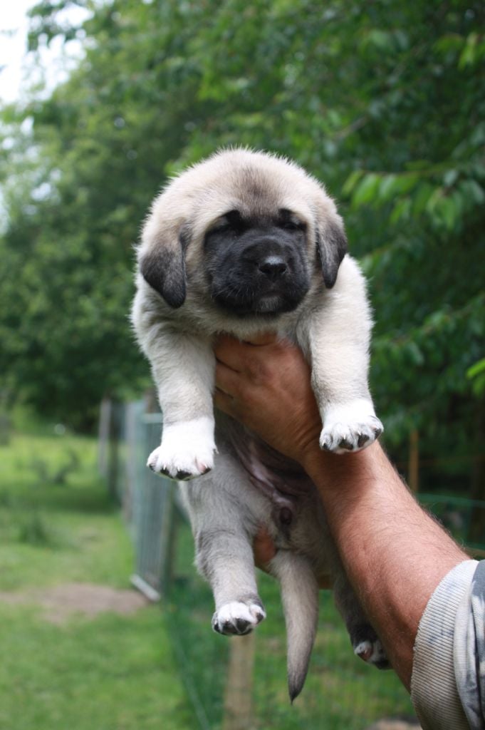 de la Lande du Loup Pendu - Chiots disponibles - Berger Kangal