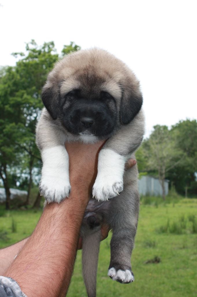 de la Lande du Loup Pendu - Chiots disponibles - Berger Kangal