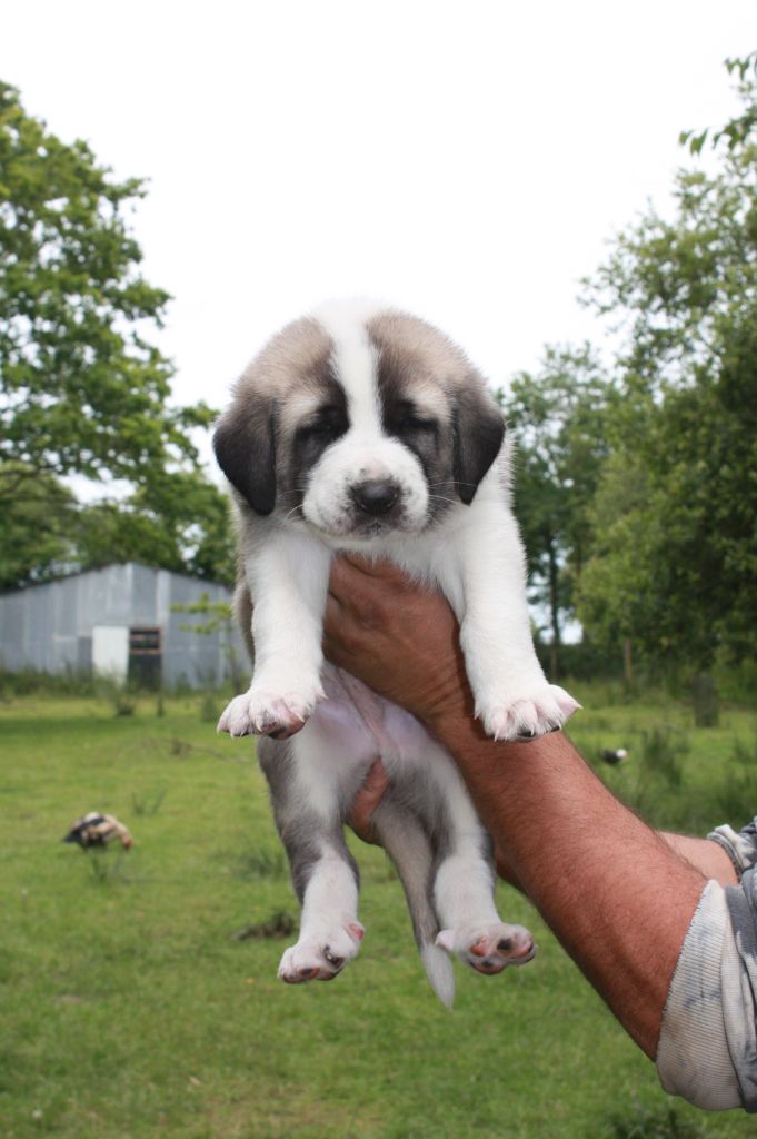 de la Lande du Loup Pendu - Chiots disponibles - Berger Kangal