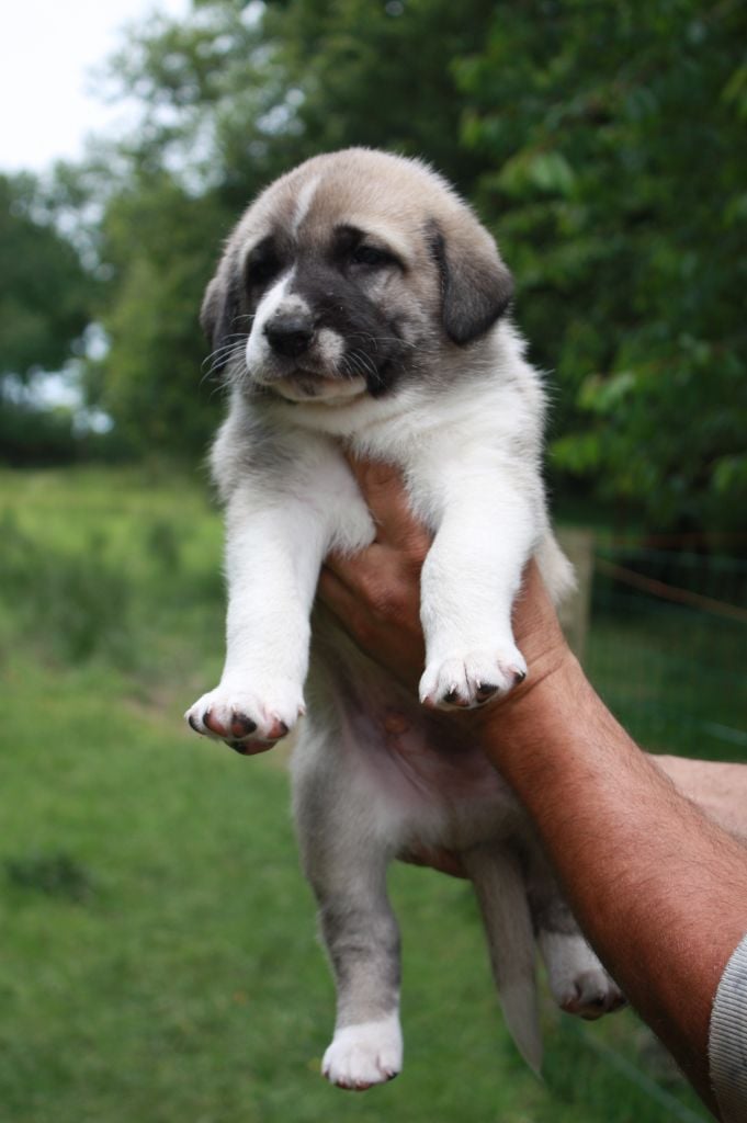 de la Lande du Loup Pendu - Chiots disponibles - Berger Kangal