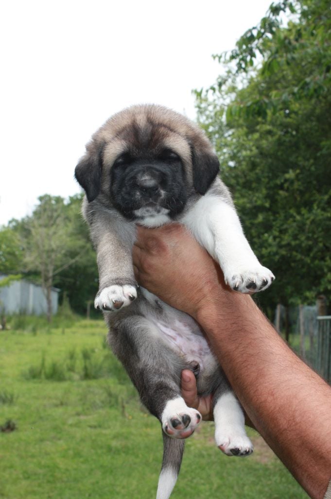 de la Lande du Loup Pendu - Chiots disponibles - Berger Kangal