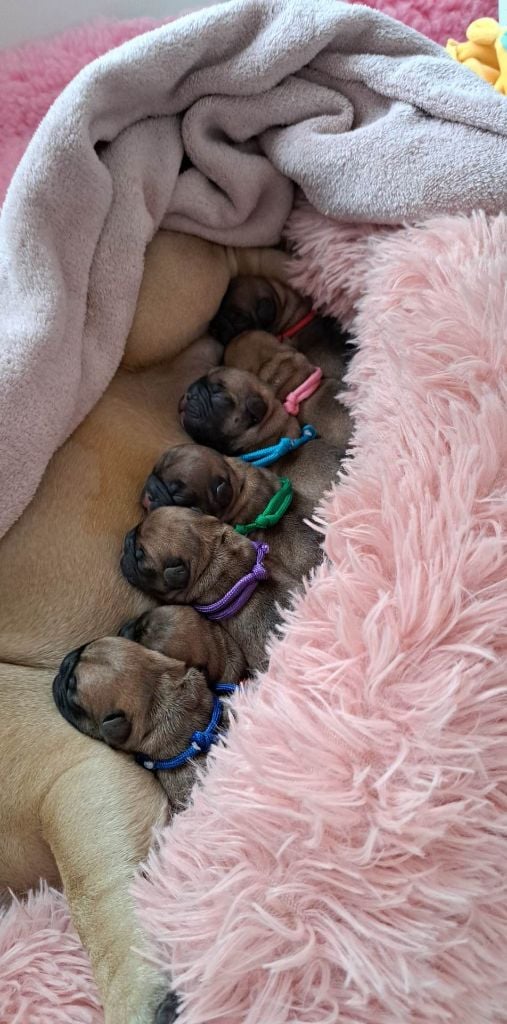 Chiot Bouledogue français Des Jardins De Damabiah