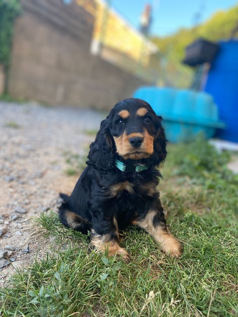 De La Bonne Fontaine De Jouvence - Chiots disponibles - Cocker Spaniel Anglais