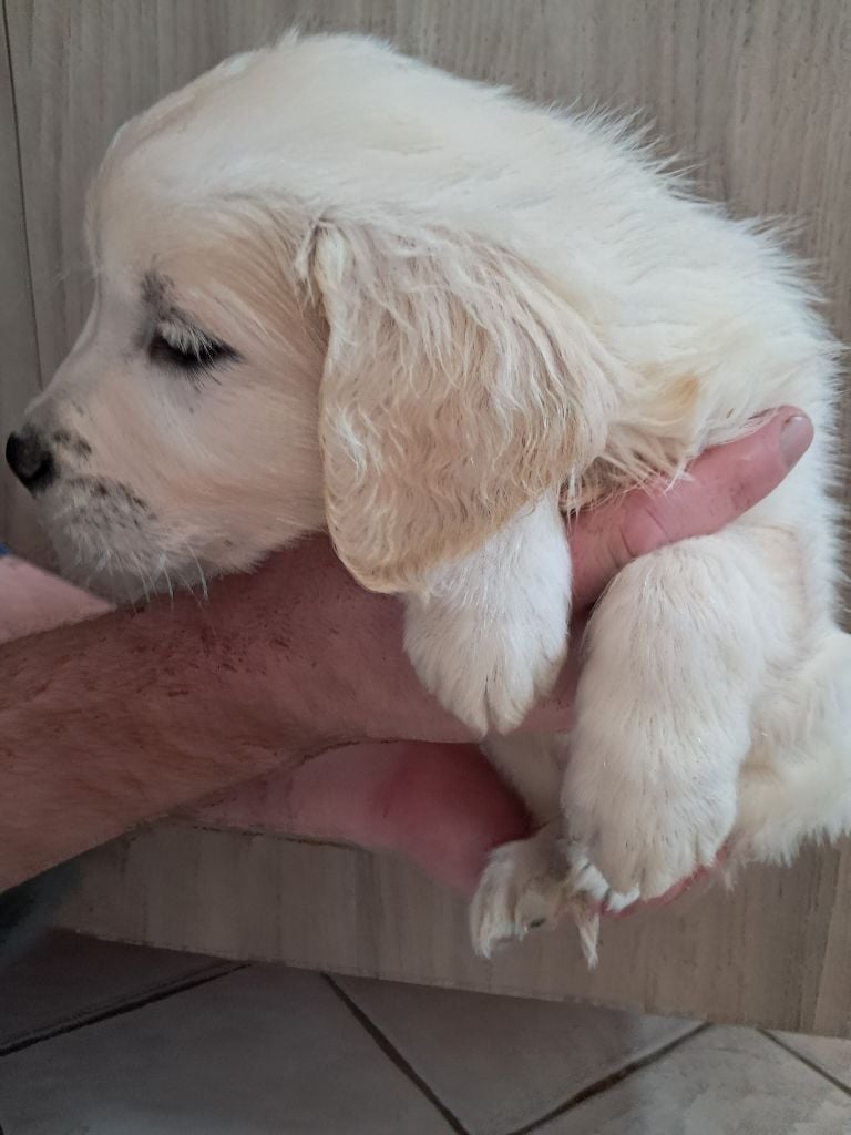 Du Royaume D'Helfy - Chiots disponibles - Golden Retriever