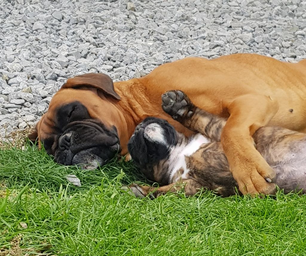 Chiot Boxer Du Domaine De Valny