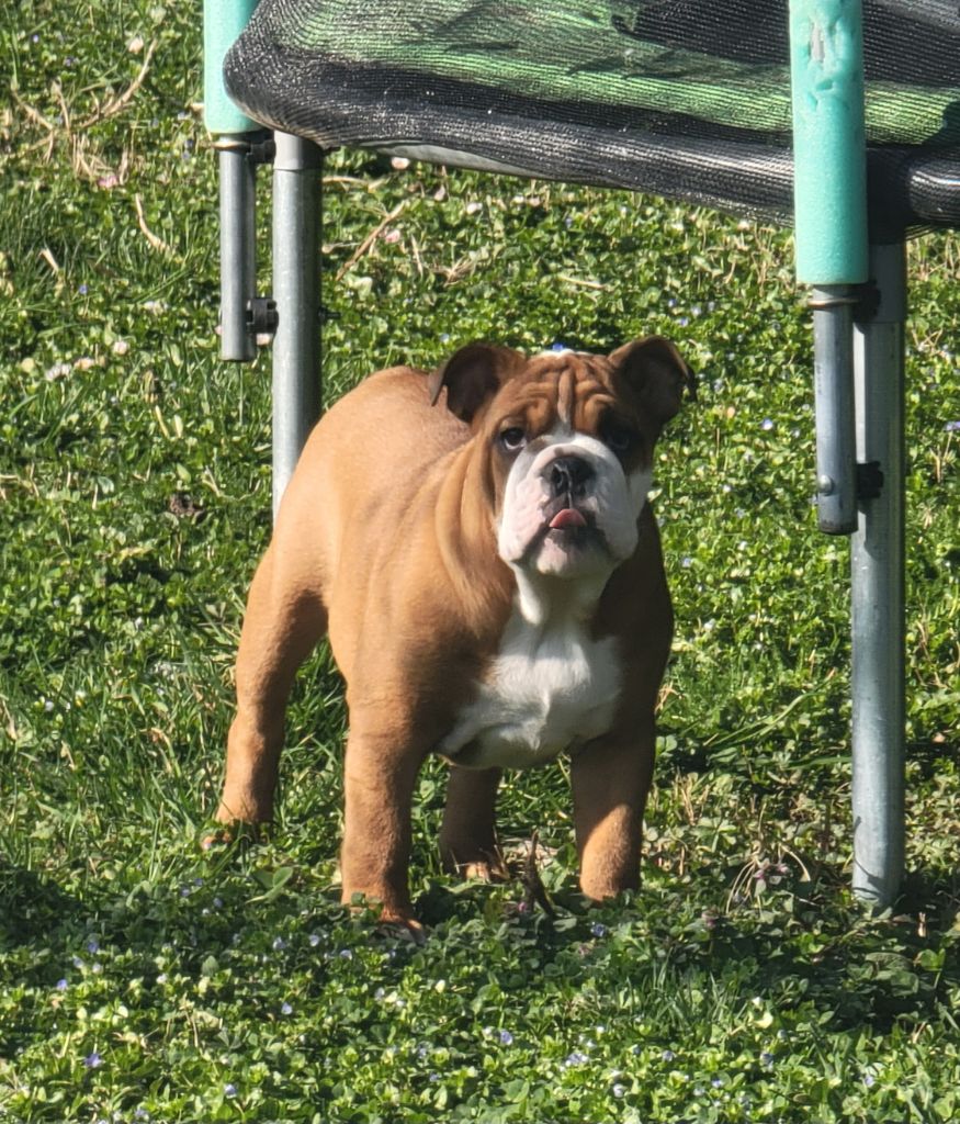 Lauly Bull's - Chiots disponibles - Bulldog Anglais