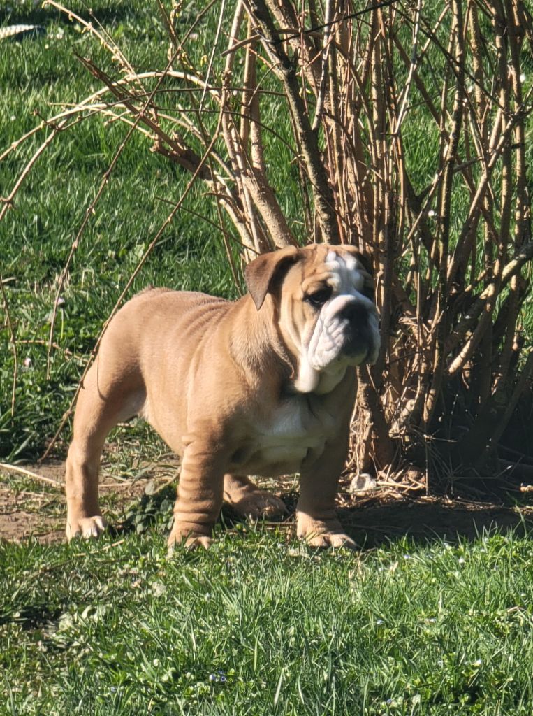 Lauly Bull's - Chiots disponibles - Bulldog Anglais