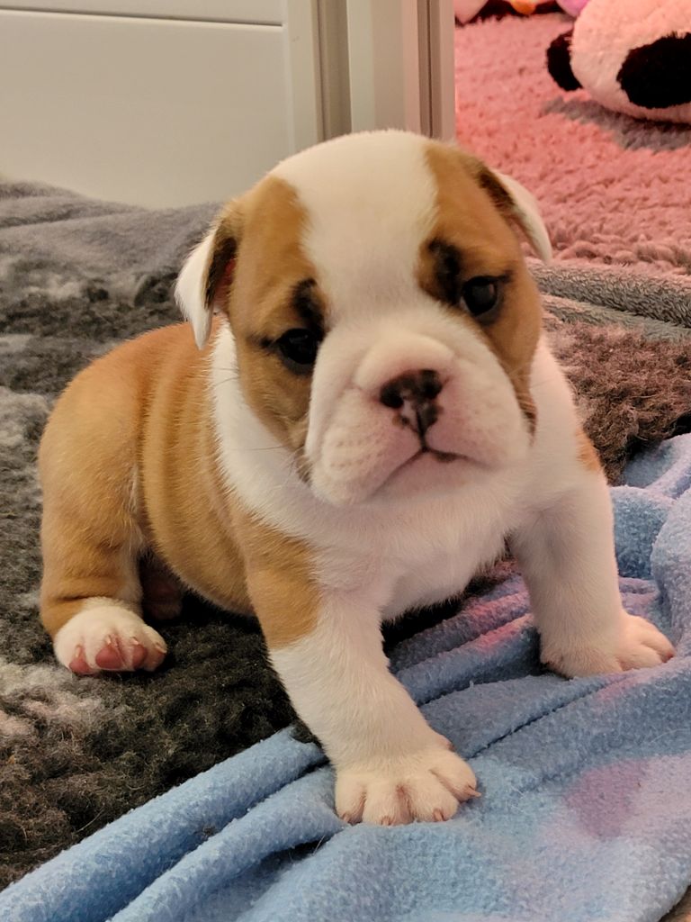 Lauly Bull's - Chiots disponibles - Bulldog Anglais