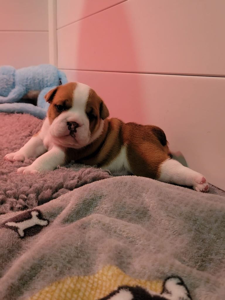 Lauly Bull's - Chiots disponibles - Bulldog Anglais