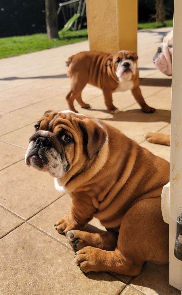 Lauly Bull's - Chiots disponibles - Bulldog Anglais