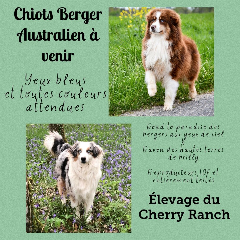 Du Cherry Ranch - Chiots aux yeux bleus à venir, naissances prévues le 01/05/2024