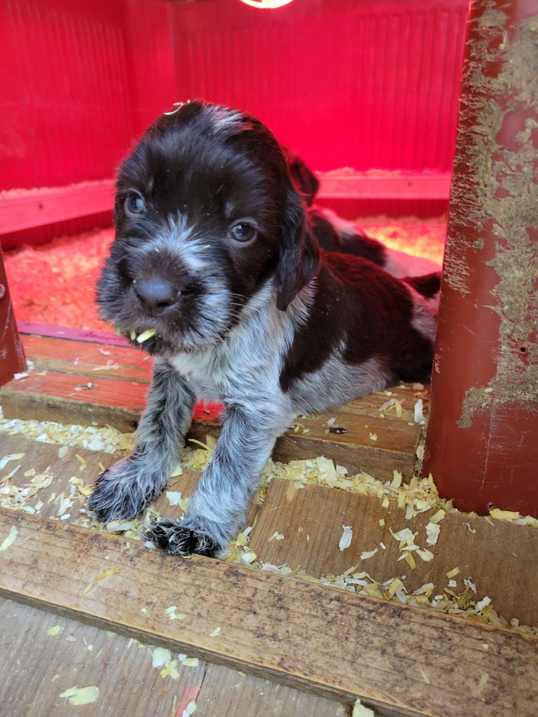 Sous La Plume De Chez Millet - Chiots disponibles - Griffon d'arrêt à poil dur Korthals