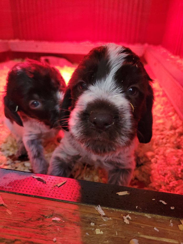 Sous La Plume De Chez Millet - Chiots disponibles - Griffon d'arrêt à poil dur Korthals