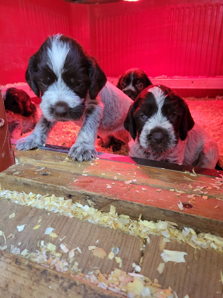 Sous La Plume De Chez Millet - Chiots disponibles - Griffon d'arrêt à poil dur Korthals