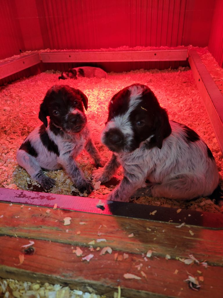 Sous La Plume De Chez Millet - Chiots disponibles - Griffon d'arrêt à poil dur Korthals