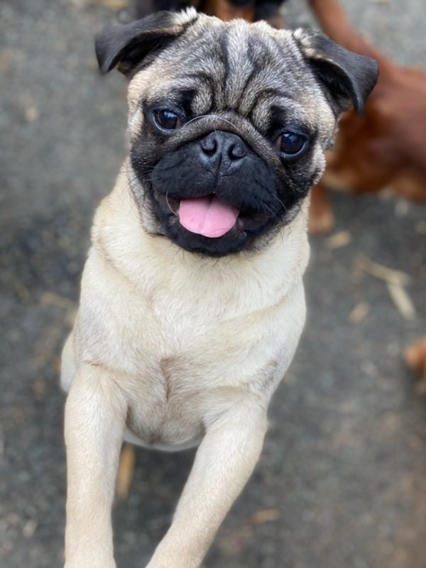 des trois maillets - Chiots disponibles - Carlin