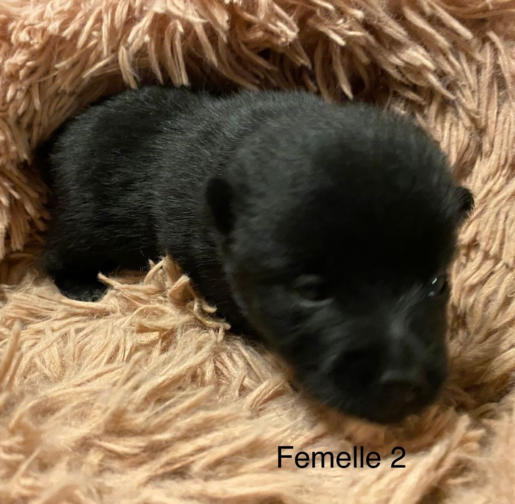 dugez du bihan - Chiots disponibles - Schipperke