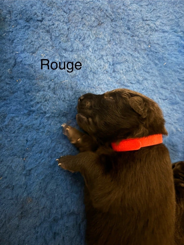 dugez du bihan - Chiots disponibles - Berger Belge