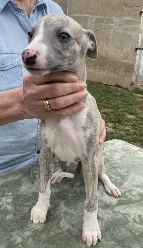 du domaine des Chojnacki - Chiots disponibles - Whippet