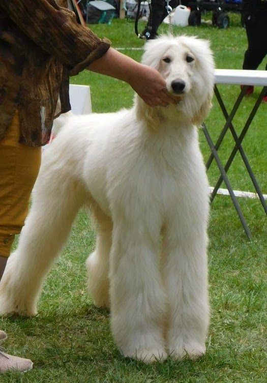 de la vallee de rozenn - EXPOSITION CANINE 