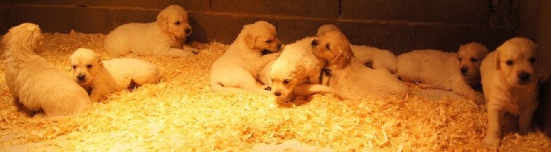 Bihan ki breizh - Golden Retriever - Portée née le 29/07/2015