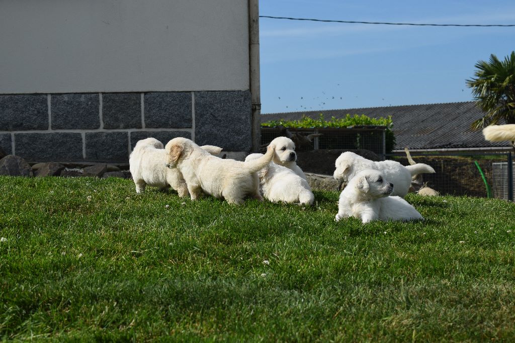 Bihan ki breizh - Golden Retriever - Portée née le 27/05/2018