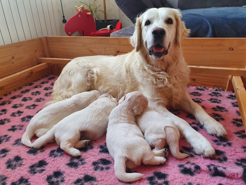 Bihan ki breizh - Golden Retriever - Portée née le 14/07/2020