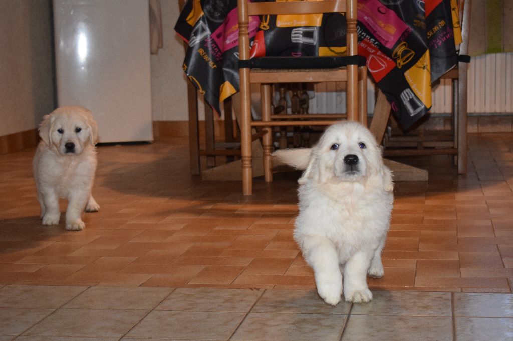 Bihan ki breizh - Golden Retriever - Portée née le 10/12/2017