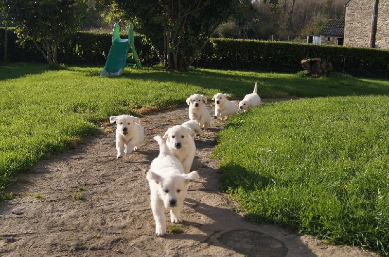 Bihan ki breizh - Golden Retriever - Portée née le 09/10/2015