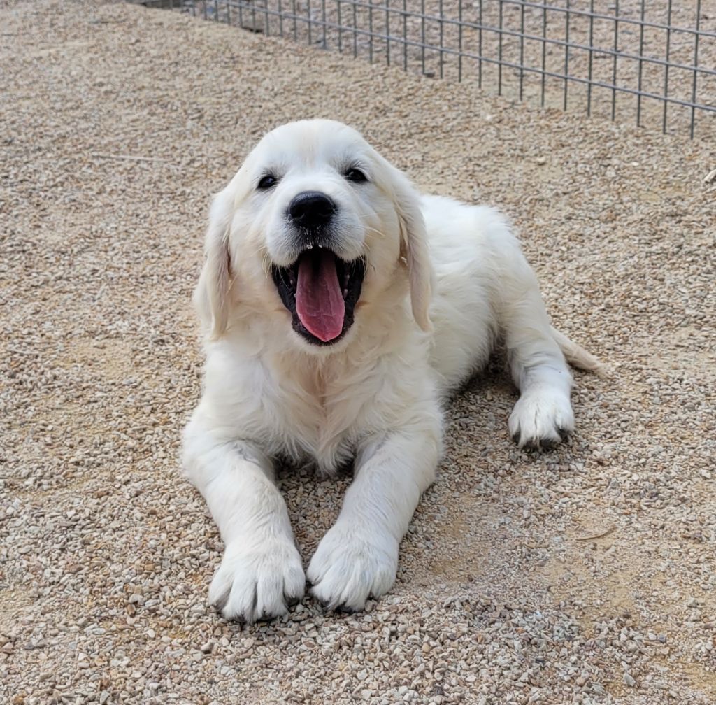 Bihan ki breizh - Golden Retriever - Portée née le 11/05/2024