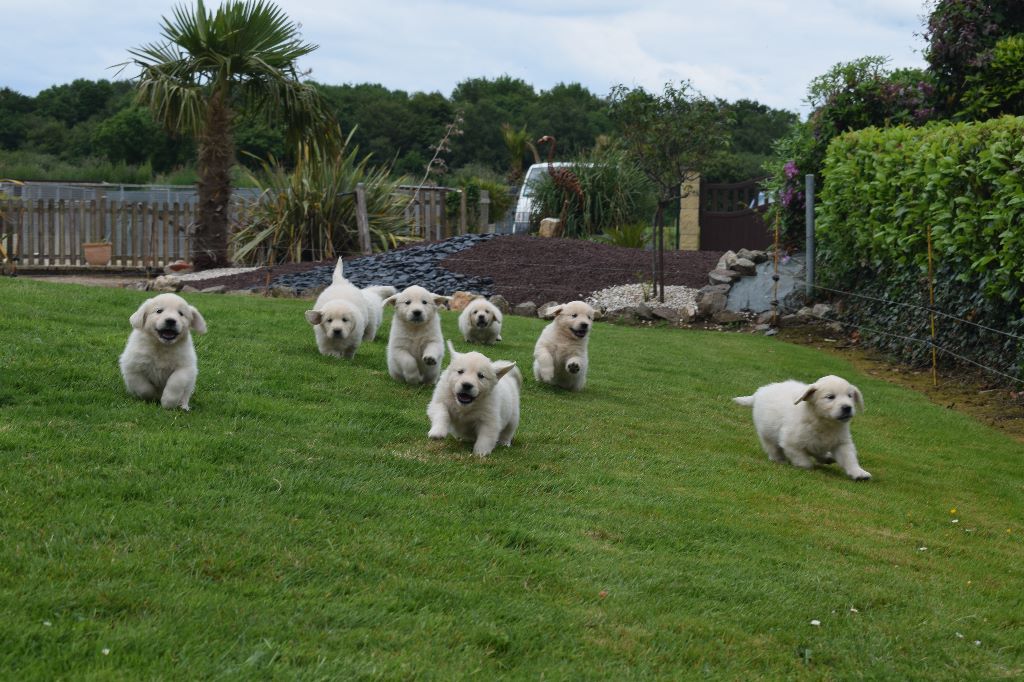 Bihan ki breizh - Golden Retriever - Portée née le 18/04/2018