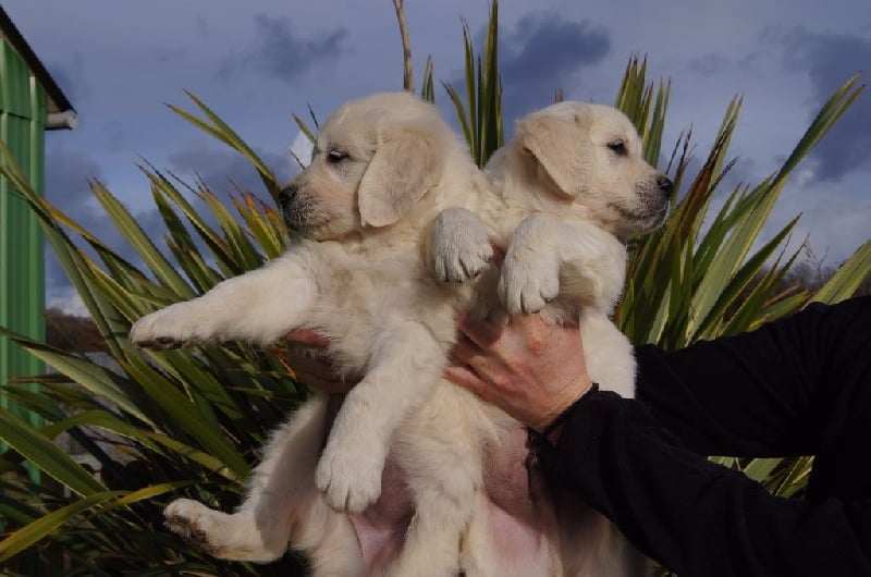 Bihan ki breizh - Golden Retriever - Portée née le 23/12/2016