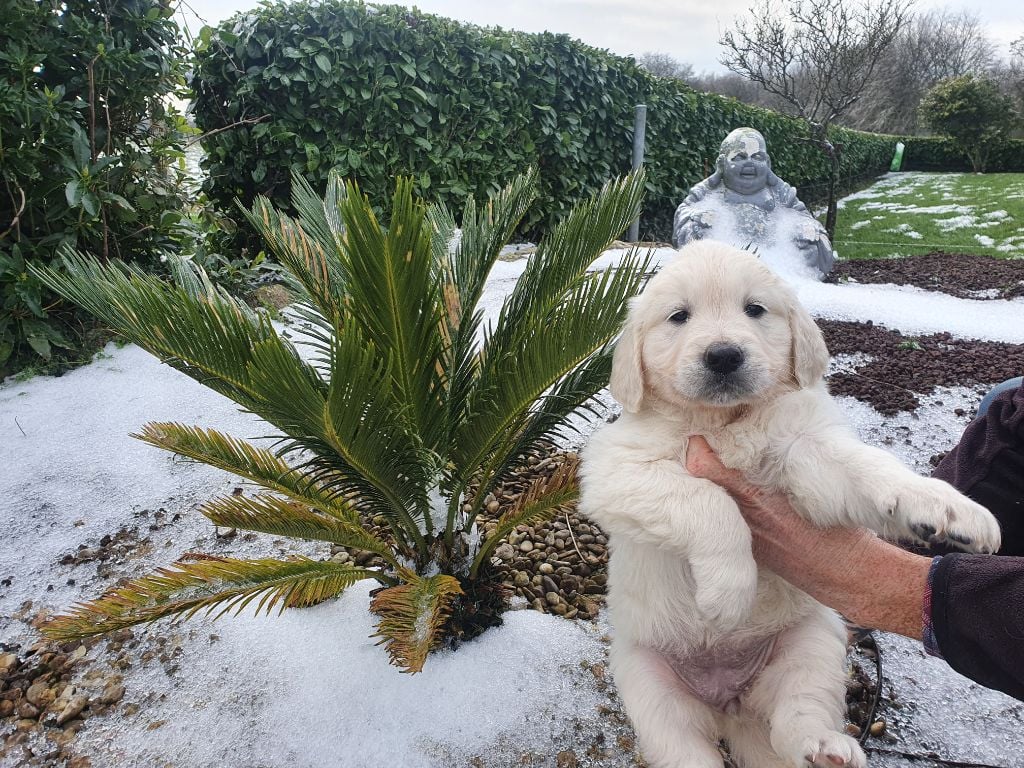 Bihan ki breizh - Golden Retriever - Portée née le 26/12/2020