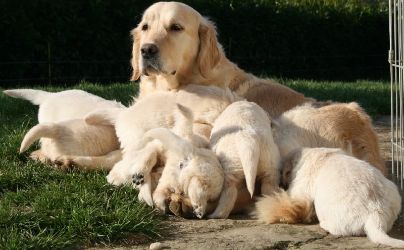 Bihan ki breizh - Golden Retriever - Portée née le 30/01/2009